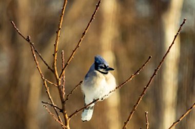 Mavi bir Jay çıplak dallara tünemiş, canlı mavi arması ve beyaz göbeği sıcak, bulanık arka planıyla çelişiyor. Vahşi yaşam doğada bir huzur anı yakalıyor..