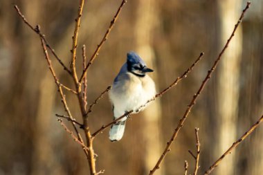 Mavi bir Jay çıplak dallara tünemiş, canlı mavi arması ve beyaz göbeği sıcak, bulanık arka planıyla çelişiyor. Vahşi yaşam doğada bir huzur anı yakalıyor..