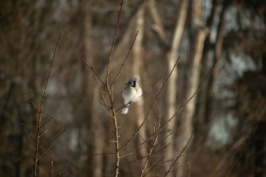 Mavi bir Jay çıplak dallara tünemiş, canlı mavi arması ve beyaz göbeği sıcak, bulanık arka planıyla çelişiyor. Vahşi yaşam doğada bir huzur anı yakalıyor..