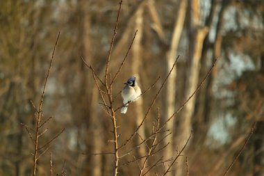 Mavi bir Jay çıplak dallara tünemiş, canlı mavi arması ve beyaz göbeği sıcak, bulanık arka planıyla çelişiyor. Vahşi yaşam doğada bir huzur anı yakalıyor..