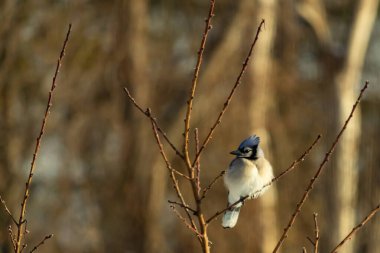 Mavi bir Jay çıplak dallara tünemiş, canlı mavi arması ve beyaz göbeği sıcak, bulanık arka planıyla çelişiyor. Vahşi yaşam doğada bir huzur anı yakalıyor..