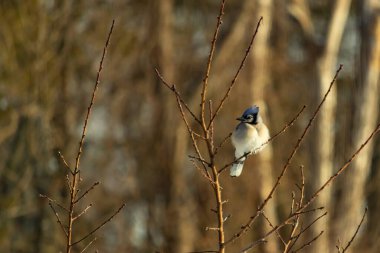 Mavi bir Jay çıplak dallara tünemiş, canlı mavi arması ve beyaz göbeği sıcak, bulanık arka planıyla çelişiyor. Vahşi yaşam doğada bir huzur anı yakalıyor..