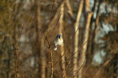 Mavi bir Jay çıplak dallara tünemiş, canlı mavi arması ve beyaz göbeği sıcak, bulanık arka planıyla çelişiyor. Vahşi yaşam doğada bir huzur anı yakalıyor..
