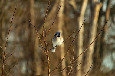 Mavi bir Jay çıplak dallara tünemiş, canlı mavi arması ve beyaz göbeği sıcak, bulanık arka planıyla çelişiyor. Vahşi yaşam doğada bir huzur anı yakalıyor..