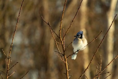 Mavi bir Jay çıplak dallara tünemiş, canlı mavi arması ve beyaz göbeği sıcak, bulanık arka planıyla çelişiyor. Vahşi yaşam doğada bir huzur anı yakalıyor..