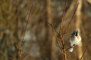 Mavi bir Jay çıplak dallara tünemiş, canlı mavi arması ve beyaz göbeği sıcak, bulanık arka planıyla çelişiyor. Vahşi yaşam doğada bir huzur anı yakalıyor..