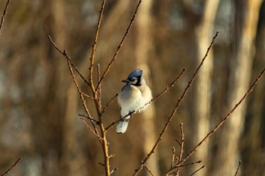 Mavi bir Jay çıplak dallara tünemiş, canlı mavi arması ve beyaz göbeği sıcak, bulanık arka planıyla çelişiyor. Vahşi yaşam doğada bir huzur anı yakalıyor..