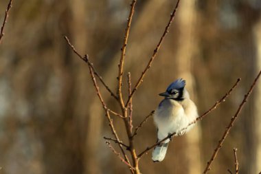 Mavi bir Jay çıplak dallara tünemiş, canlı mavi arması ve beyaz göbeği sıcak, bulanık arka planıyla çelişiyor. Vahşi yaşam doğada bir huzur anı yakalıyor..