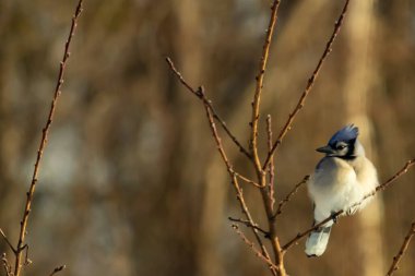 Mavi bir Jay çıplak dallara tünemiş, canlı mavi arması ve beyaz göbeği sıcak, bulanık arka planıyla çelişiyor. Vahşi yaşam doğada bir huzur anı yakalıyor..