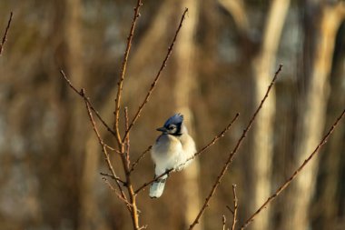 Mavi bir Jay çıplak dallara tünemiş, canlı mavi arması ve beyaz göbeği sıcak, bulanık arka planıyla çelişiyor. Vahşi yaşam doğada bir huzur anı yakalıyor..