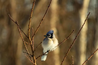 Mavi bir Jay çıplak dallara tünemiş, canlı mavi arması ve beyaz göbeği sıcak, bulanık arka planıyla çelişiyor. Vahşi yaşam doğada bir huzur anı yakalıyor..