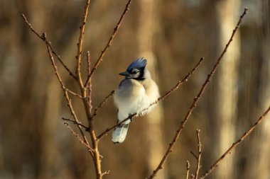 Mavi bir Jay çıplak dallara tünemiş, canlı mavi arması ve beyaz göbeği sıcak, bulanık arka planıyla çelişiyor. Vahşi yaşam doğada bir huzur anı yakalıyor..