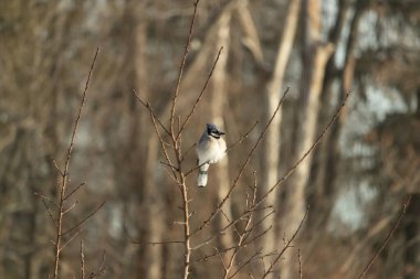 Mavi bir Jay çıplak dallara tünemiş, canlı mavi arması ve beyaz göbeği sıcak, bulanık arka planıyla çelişiyor. Vahşi yaşam doğada bir huzur anı yakalıyor..