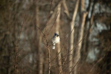Mavi bir Jay çıplak dallara tünemiş, canlı mavi arması ve beyaz göbeği sıcak, bulanık arka planıyla çelişiyor. Vahşi yaşam doğada bir huzur anı yakalıyor..