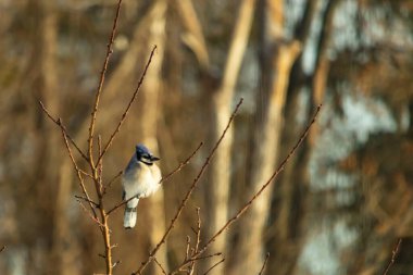 Mavi bir Jay çıplak dallara tünemiş, canlı mavi arması ve beyaz göbeği sıcak, bulanık arka planıyla çelişiyor. Vahşi yaşam doğada bir huzur anı yakalıyor..