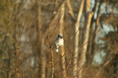 Mavi bir Jay çıplak dallara tünemiş, canlı mavi arması ve beyaz göbeği sıcak, bulanık arka planıyla çelişiyor. Vahşi yaşam doğada bir huzur anı yakalıyor..