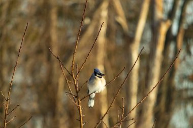 Mavi bir Jay çıplak dallara tünemiş, canlı mavi arması ve beyaz göbeği sıcak, bulanık arka planıyla çelişiyor. Vahşi yaşam doğada bir huzur anı yakalıyor..