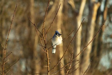 Mavi bir Jay çıplak dallara tünemiş, canlı mavi arması ve beyaz göbeği sıcak, bulanık arka planıyla çelişiyor. Vahşi yaşam doğada bir huzur anı yakalıyor..