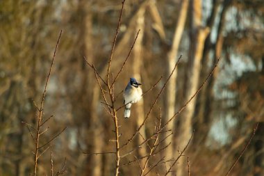 Mavi bir Jay çıplak dallara tünemiş, canlı mavi arması ve beyaz göbeği sıcak, bulanık arka planıyla çelişiyor. Vahşi yaşam doğada bir huzur anı yakalıyor..