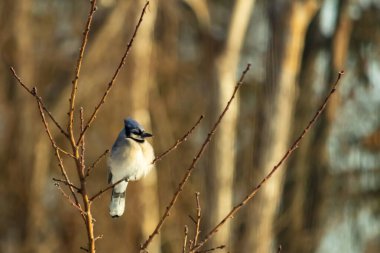 Mavi bir Jay çıplak dallara tünemiş, canlı mavi arması ve beyaz göbeği sıcak, bulanık arka planıyla çelişiyor. Vahşi yaşam doğada bir huzur anı yakalıyor..