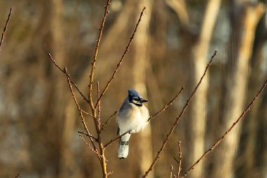 Mavi bir Jay çıplak dallara tünemiş, canlı mavi arması ve beyaz göbeği sıcak, bulanık arka planıyla çelişiyor. Vahşi yaşam doğada bir huzur anı yakalıyor..