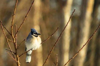 Mavi bir Jay çıplak dallara tünemiş, canlı mavi arması ve beyaz göbeği sıcak, bulanık arka planıyla çelişiyor. Vahşi yaşam doğada bir huzur anı yakalıyor..