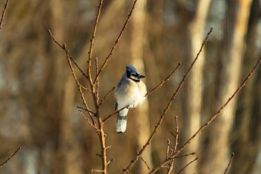 Mavi bir Jay çıplak dallara tünemiş, canlı mavi arması ve beyaz göbeği sıcak, bulanık arka planıyla çelişiyor. Vahşi yaşam doğada bir huzur anı yakalıyor..