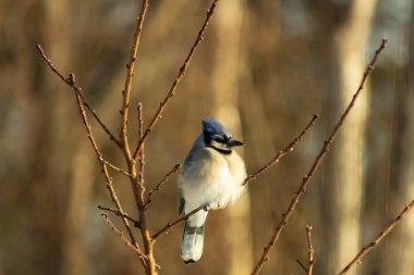 Mavi bir Jay çıplak dallara tünemiş, canlı mavi arması ve beyaz göbeği sıcak, bulanık arka planıyla çelişiyor. Vahşi yaşam doğada bir huzur anı yakalıyor..