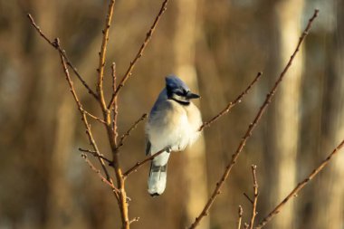 Mavi bir Jay çıplak dallara tünemiş, canlı mavi arması ve beyaz göbeği sıcak, bulanık arka planıyla çelişiyor. Vahşi yaşam doğada bir huzur anı yakalıyor..
