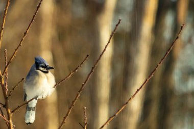 Mavi bir Jay çıplak dallara tünemiş, canlı mavi arması ve beyaz göbeği sıcak, bulanık arka planıyla çelişiyor. Vahşi yaşam doğada bir huzur anı yakalıyor..