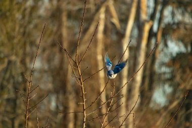 Mavi Jay uçuşun ortasında, kanatlar açılır ve ince bir daldan uçarken yakalanır. Kuşun canlı mavi tüyleri kahverengi dallar ve bulanık, sıcak tonlu arka planla çelişiyor. Dinamik çekim.