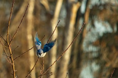 Mavi Jay uçuşun ortasında, kanatlar açılır ve ince bir daldan uçarken yakalanır. Kuşun canlı mavi tüyleri kahverengi dallar ve bulanık, sıcak tonlu arka planla çelişiyor. Dinamik çekim.