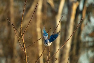 Mavi Jay uçuşun ortasında, kanatlar açılır ve ince bir daldan uçarken yakalanır. Kuşun canlı mavi tüyleri kahverengi dallar ve bulanık, sıcak tonlu arka planla çelişiyor. Dinamik çekim.