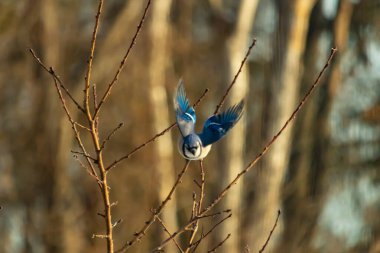 Mavi Jay uçuşun ortasında, kanatlar açılır ve ince bir daldan uçarken yakalanır. Kuşun canlı mavi tüyleri kahverengi dallar ve bulanık, sıcak tonlu arka planla çelişiyor. Dinamik çekim.