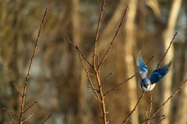 Mavi Jay uçuşun ortasında, kanatlar açılır ve ince bir daldan uçarken yakalanır. Kuşun canlı mavi tüyleri kahverengi dallar ve bulanık, sıcak tonlu arka planla çelişiyor. Dinamik çekim.