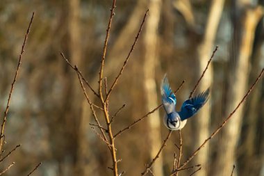 Mavi Jay uçuşun ortasında, kanatlar açılır ve ince bir daldan uçarken yakalanır. Kuşun canlı mavi tüyleri kahverengi dallar ve bulanık, sıcak tonlu arka planla çelişiyor. Dinamik çekim.