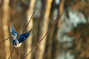 Mavi Jay uçuşun ortasında, kanatlar açılır ve ince bir daldan uçarken yakalanır. Kuşun canlı mavi tüyleri kahverengi dallar ve bulanık, sıcak tonlu arka planla çelişiyor. Dinamik çekim.