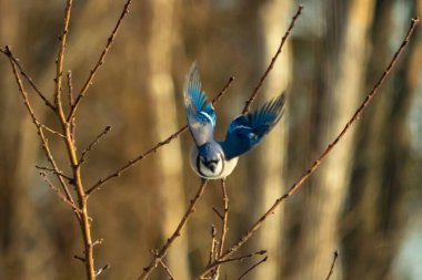 Mavi Jay uçuşun ortasında, kanatlar açılır ve ince bir daldan uçarken yakalanır. Kuşun canlı mavi tüyleri kahverengi dallar ve bulanık, sıcak tonlu arka planla çelişiyor. Dinamik çekim.