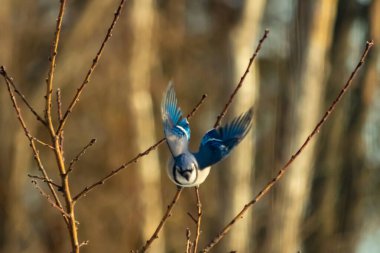 Mavi Jay uçuşun ortasında, kanatlar açılır ve ince bir daldan uçarken yakalanır. Kuşun canlı mavi tüyleri kahverengi dallar ve bulanık, sıcak tonlu arka planla çelişiyor. Dinamik çekim.