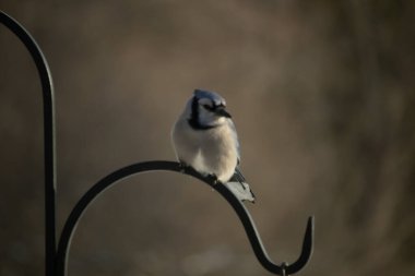 Belirgin bir armaya sahip bir Mavi Jay, siyah metal bir halkanın üzerinde, sola dönük duruyor. Mavi, beyaz ve siyah tüyleri bulanık, sıcak tonlu bir arkaplan ile detaylandırılmıştır..
