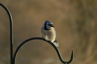 Belirgin bir armaya sahip bir Mavi Jay, siyah metal bir halkanın üzerinde, sola dönük duruyor. Mavi, beyaz ve siyah tüyleri bulanık, sıcak tonlu bir arkaplan ile detaylandırılmıştır..