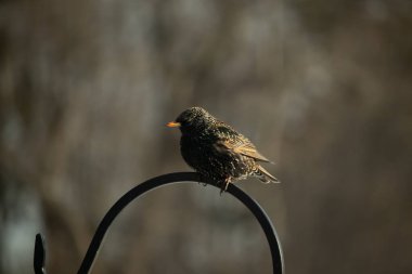 Avrupa Starling, siyah metal halka üzerine tünemiş, sola dönük. Koyu, benekli tüyleri ve parlak sarı gagası bulanık, nötr bir arka planda görülebilir. Kuş merkezi odak noktasıdır..