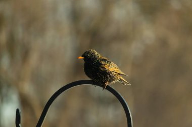 Avrupa Starling, siyah metal halka üzerine tünemiş, sola dönük. Koyu, benekli tüyleri ve parlak sarı gagası bulanık, nötr bir arka planda görülebilir. Kuş merkezi odak noktasıdır..