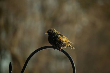 Avrupa Starling, siyah metal halka üzerine tünemiş, sola dönük. Koyu, benekli tüyleri ve parlak sarı gagası bulanık, nötr bir arka planda görülebilir. Kuş merkezi odak noktasıdır..