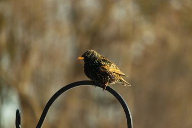 Avrupa Starling, siyah metal halka üzerine tünemiş, sola dönük. Koyu, benekli tüyleri ve parlak sarı gagası bulanık, nötr bir arka planda görülebilir. Kuş merkezi odak noktasıdır..