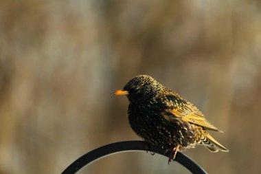 Avrupa Starling, siyah metal halka üzerine tünemiş, sola dönük. Koyu, benekli tüyleri ve parlak sarı gagası bulanık, nötr bir arka planda görülebilir. Kuş merkezi odak noktasıdır..