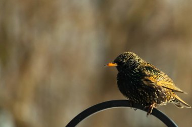 Avrupa Starling, siyah metal halka üzerine tünemiş, sola dönük. Koyu, benekli tüyleri ve parlak sarı gagası bulanık, nötr bir arka planda görülebilir. Kuş merkezi odak noktasıdır..