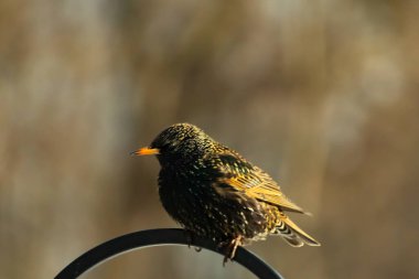 Avrupa Starling, siyah metal halka üzerine tünemiş, sola dönük. Koyu, benekli tüyleri ve parlak sarı gagası bulanık, nötr bir arka planda görülebilir. Kuş merkezi odak noktasıdır..
