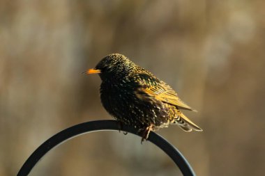 Avrupa Starling, siyah metal halka üzerine tünemiş, sola dönük. Koyu, benekli tüyleri ve parlak sarı gagası bulanık, nötr bir arka planda görülebilir. Kuş merkezi odak noktasıdır..