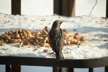 Avrupa Sığırcığı karlı yüzeyde dağınık yerfıstıklarının arasında, izleyicilerden uzakta duruyor. Yanardöner tüyleri detaylıdır, uzun, ince bir gagası vardır. Arka plan güneşli bir açık hava sahnesini gösteriyor..